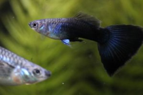 画像2: ブラオネオンタキシードリボン（ＲＲＥ．Ａ系）　１トリオ (2)