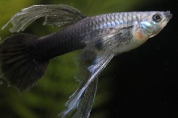 画像3: ブラオネオンタキシードリボン（ＲＲＥ．Ａ系）　１トリオ (3)