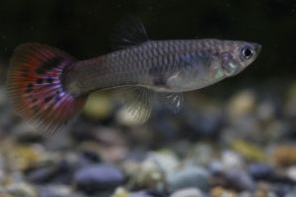 画像3: フルレッド　２ペア (3)