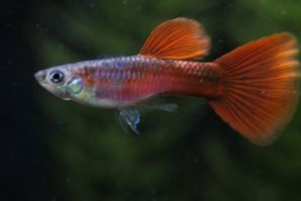 画像1: フルレッド　２ペア (1)