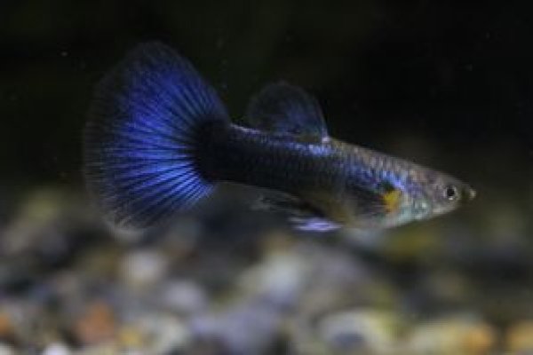 画像2: ラズリーネオンタキシードリボン　１トリオ (2)