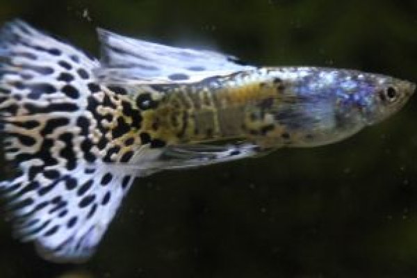 画像1: アイボリーギャラクシィリボン１トリオ (1)