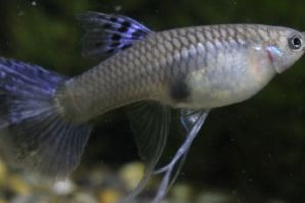 画像3: アイボリーギャラクシィリボン１トリオ (3)