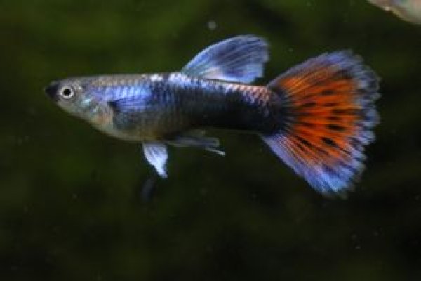 画像2: ラズリーレッドテールタキシードリボン　１トリオ (2)