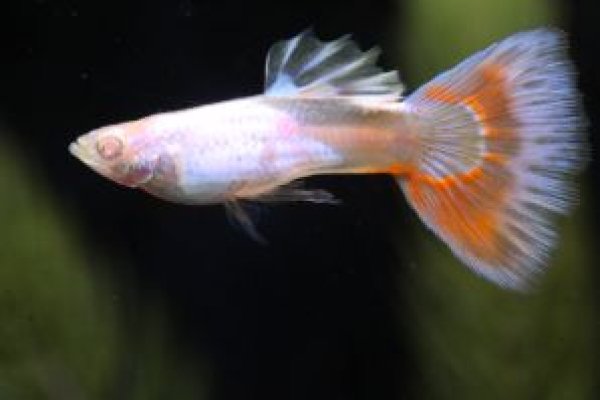 画像1: ＲＲＥ．Ａシルバラードモザイク　２ペア (1)