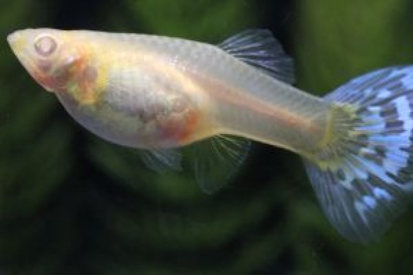 画像2: ＲＲＥ．Ａアイボリーシルバラードモザイク　１ペア (2)