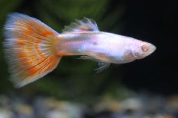 画像2: ＲＲＥ．Ａシルバラードモザイク　２ペア (2)