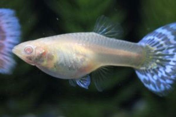 画像3: ＲＲＥ．Ａシルバラードモザイク　２ペア (3)