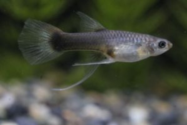 画像3: フルレッドタキシードリボン（ＲＲＥ．Ａ／エンゼルフィン系）　１トリオ (3)