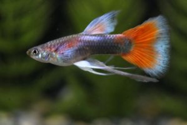 画像1: フルレッドタキシードリボン（ＲＲＥ．Ａ／エンゼルフィン系）　１トリオ (1)