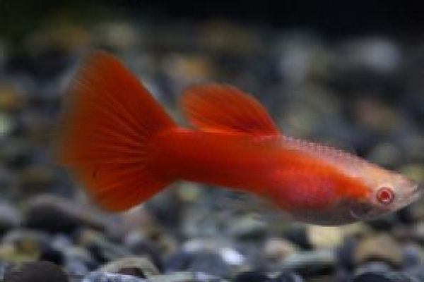 画像2: ＲＲＥ．Ａフルレッド（極赤系）　１ペア (2)