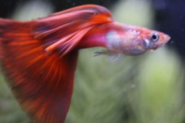 画像1: USAレッドテール　１ペア (1)