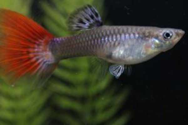 画像3: USAレッドテール　１ペア (3)