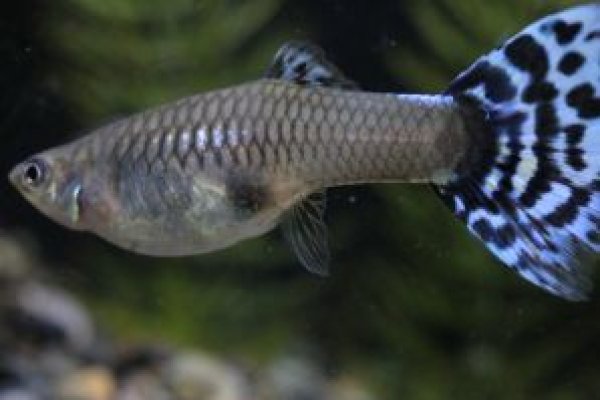 画像2: オールドファッションモザイク　1ペア (2)