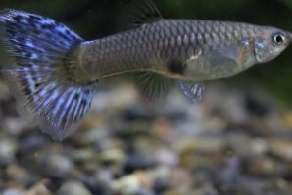 画像3: アイボリーモザイクタキシード（Ｙ型タキシード）　１ペア (3)