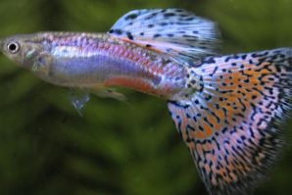 画像1: レッドグラス　１ペア (1)