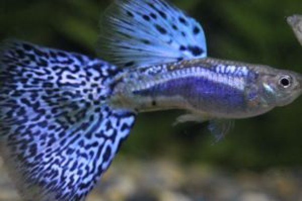 画像2: ブルーグラス　１ペア (2)