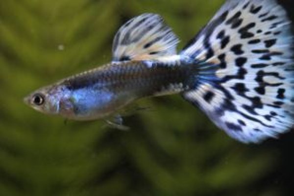 画像2: アイボリーサンタマリアモザイク　１ペア (2)