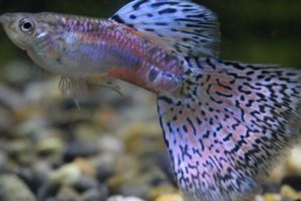 画像2: レッドグラス　１ペア (2)