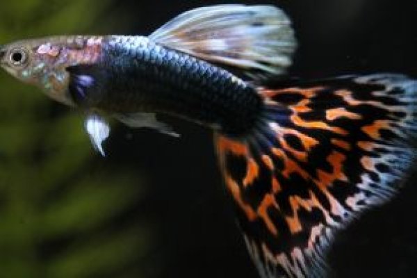 画像2: モザイクタキシード（Ｙ型タキシード）　１ペア (2)