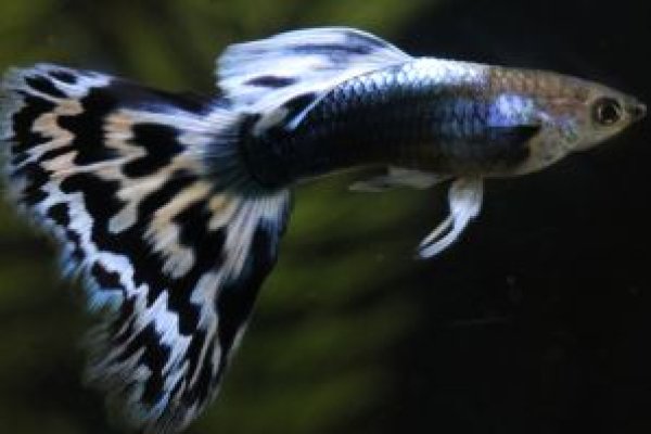 画像1: アイボリーモザイクタキシード（Ｙ型タキシード）　１ペア (1)