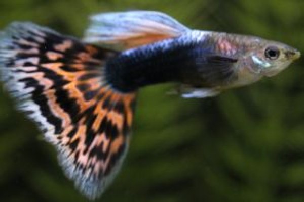 画像1: モザイクタキシード（Ｙ型タキシード）　１ペア (1)