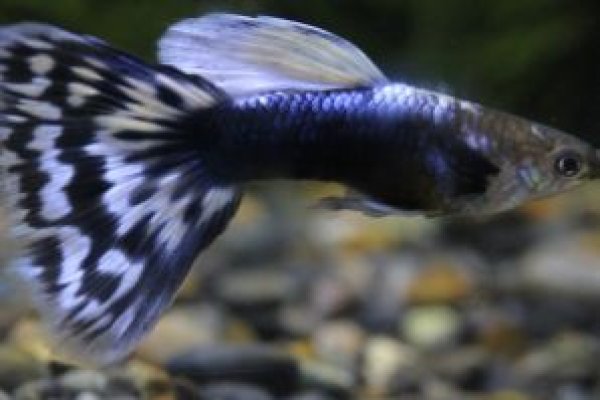 画像2: アイボリーモザイクタキシード（Ｙ型タキシード）　１ペア (2)