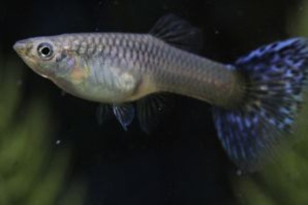 画像3: アイボリーサンタマリアモザイク　１ペア (3)