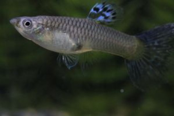 画像3: レッドグラス　１ペア (3)