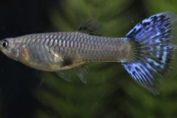 画像3: モザイクタキシード（Ｙ型タキシード）　１ペア (3)