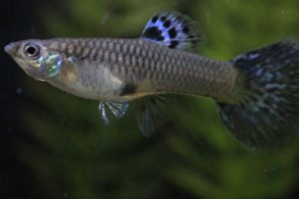 画像3: ブルーグラス　１ペア (3)