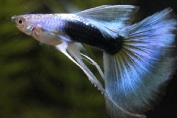 画像1: シンガーブルーネオンタキシードリボン（ＲＲＥ．Ａ系）　１トリオ (1)