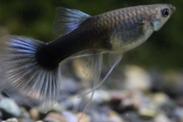 画像3: シンガーブルーネオンタキシードリボン（ＲＲＥ．Ａ系）　１トリオ (3)