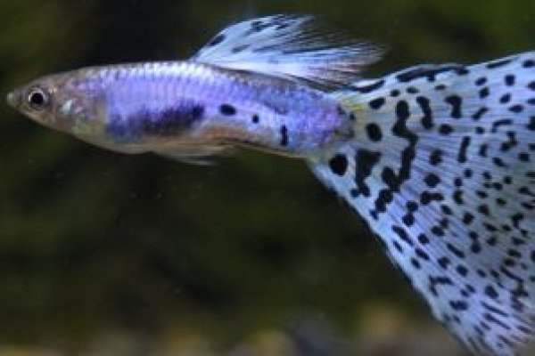 画像1: ラズリーブルーグラス　１ペア (1)