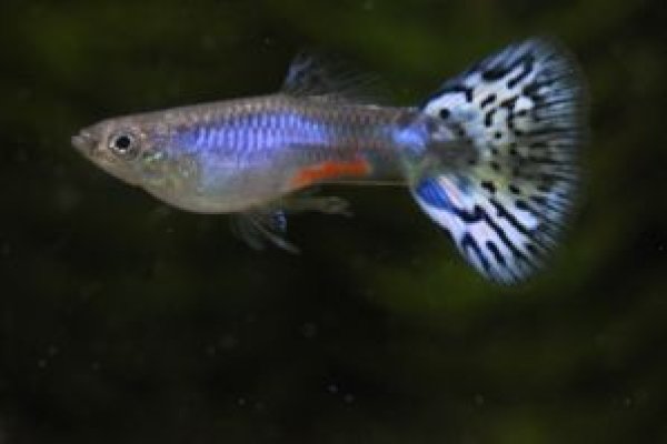 画像2: ラズリーグラスリボン（ＲＲＥ．Ａ系）　１トリオ (2)