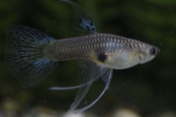 画像3: ラズリーグラスリボン（ＲＲＥ．Ａ系）　１トリオ (3)