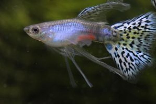 画像1: ラズリーグラスリボン（ＲＲＥ．Ａ系）　１トリオ (1)