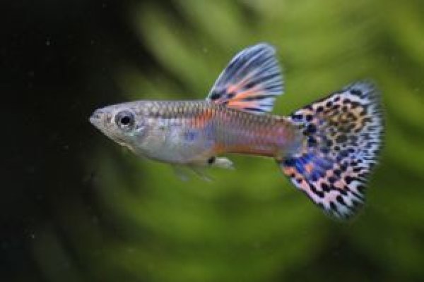 画像1: レッドグラスビッグドーサル（ＲＲＥ．Ａ／スワロー系）　２ペア (1)