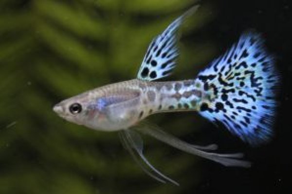 画像1: メタルブルーグラスリボン（ＲＲＥ．Ａ系）　１トリオ (1)