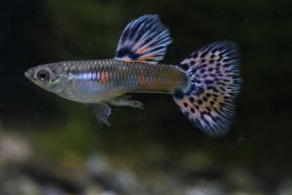 画像2: レッドグラスビッグドーサル（ＲＲＥ．Ａ／スワロー系）　２ペア (2)