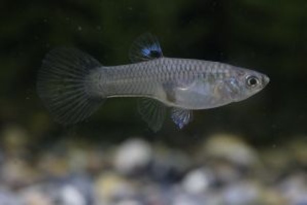 画像3: レッドグラスビッグドーサル（ＲＲＥ．Ａ／スワロー系）　２ペア (3)