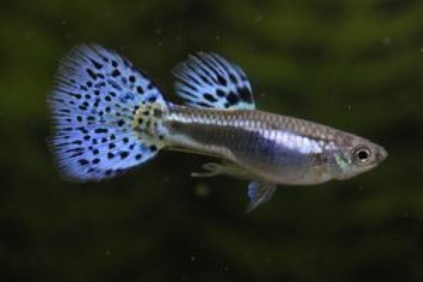 画像2: ブルーグラス（ＲＲＥ．Ａヘテロ／スワロー系）　１ペア (2)