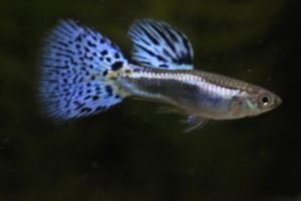 画像1: ブルーグラス（ＲＲＥ．Ａヘテロ／スワロー系）　１ペア (1)