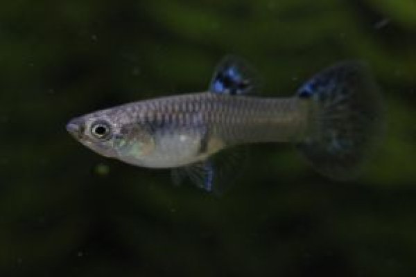 画像3: ブルーグラス（ＲＲＥ．Ａヘテロ／スワロー系）　１ペア (3)