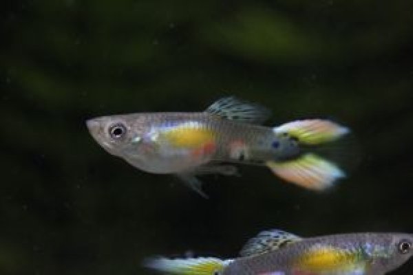 画像1: プラチナダブルソード　２ペア (1)