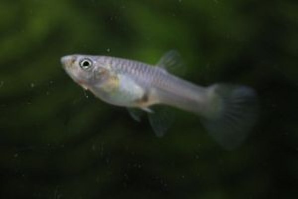 画像3: プラチナダブルソード　２ペア (3)