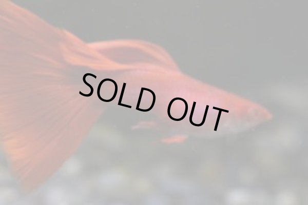 画像2: ＲＲＥ．Ａフルレッド（極赤系）　１ペア (2)