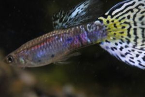 画像2: イエローグラス　１ペア (2)