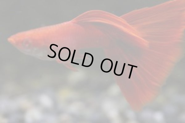 画像1: ＲＲＥ．Ａフルレッド（極赤系）　１ペア (1)