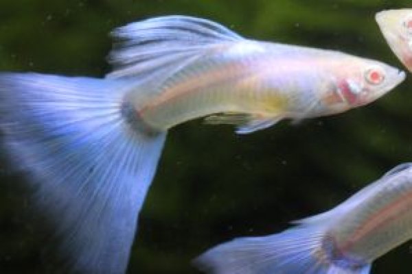 画像2: ＲＲＥ．Ａシンガーブルーネオンタキシード　１ペア (2)